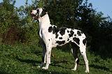DOGUE ALLEMAND 355